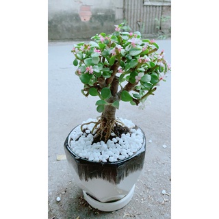 Chậu Cây Cành Vàng Lá Ngọc Cổ Thụ