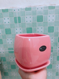 Chậu Trồng Cây