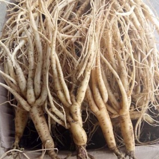 🍃💕combo 2 ký SÂM DÂY NGỌC LINH🍃🍁