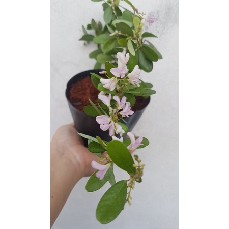 Cây linh sam màu hồng phấn, cây không kén đất, hoa quanh năm, cây cao 50cm