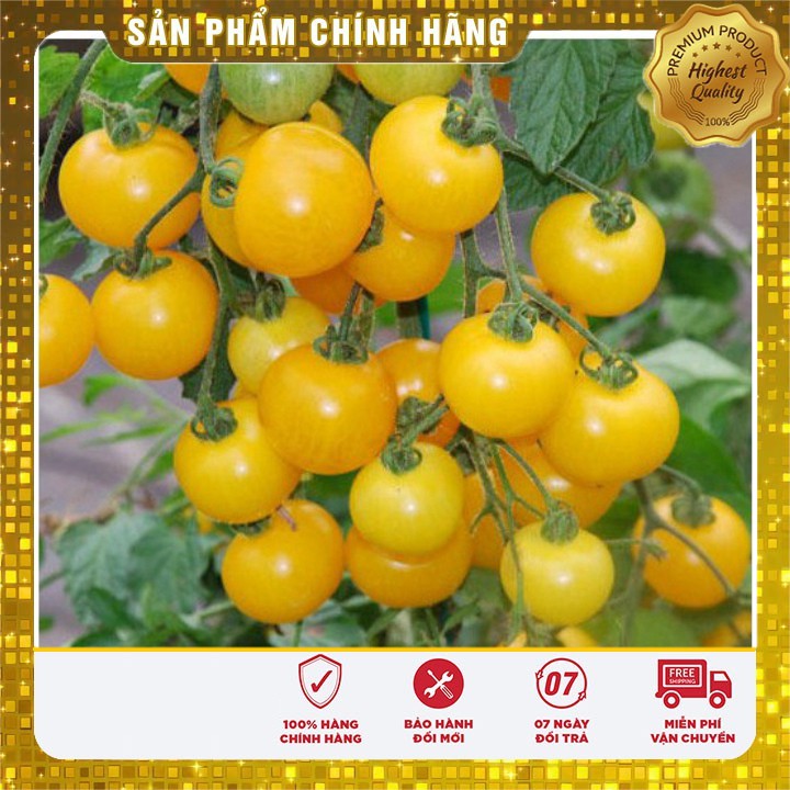 Hạt giống Cà chua bi cao cây quả tròn vàng
