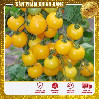 Hạt giống Cà chua bi cao cây quả tròn vàng
