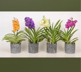 Vanda cây cỡ trung