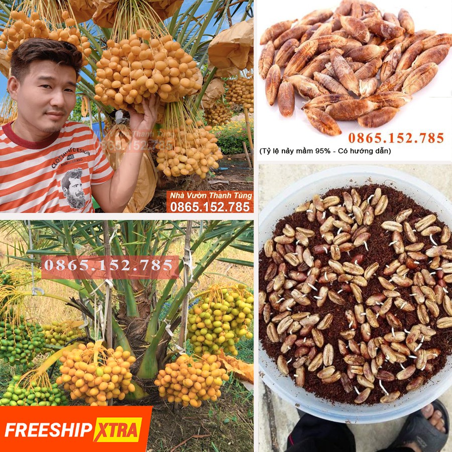 Hạt giống Chà là Barhee - Quả Vàng (Nảy mầm trên 95%)
