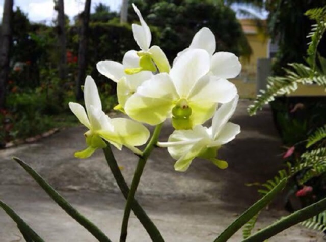 Vanda Nhiều Màu Mới Hot Nhất Hiện Nay Cây Đẹp Chuẩn Vườn