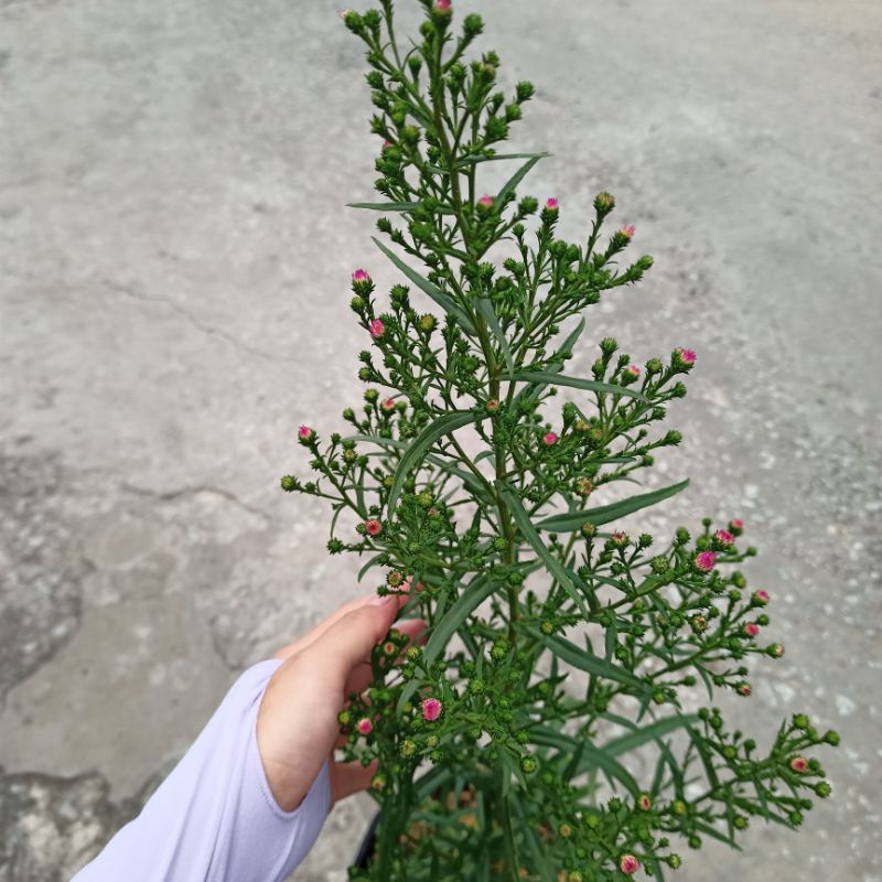 Chậu cây hoa thạch thảo màu hồng nhạt trưởng thành, sẵn nụ, hoa - ship toàn quốc