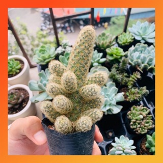 XƯƠNG RỒNG TRỤ THIÊN - [FREESHIP] – XUẤT XỨ ĐÀ LẠT, ĐÃ THUẦN KHÍ HẬU, SIÊU KHỎE, ĐẸP – LỖI 1 ĐỔI 1