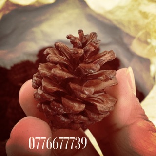 Combo 1,5kg trái trông 3 lá loại trung, 1kg loại nhỏ