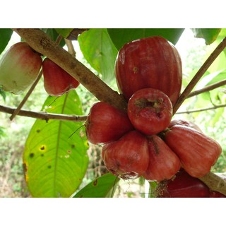 ROI ĐỎ THÁI KHÔNG HẠT