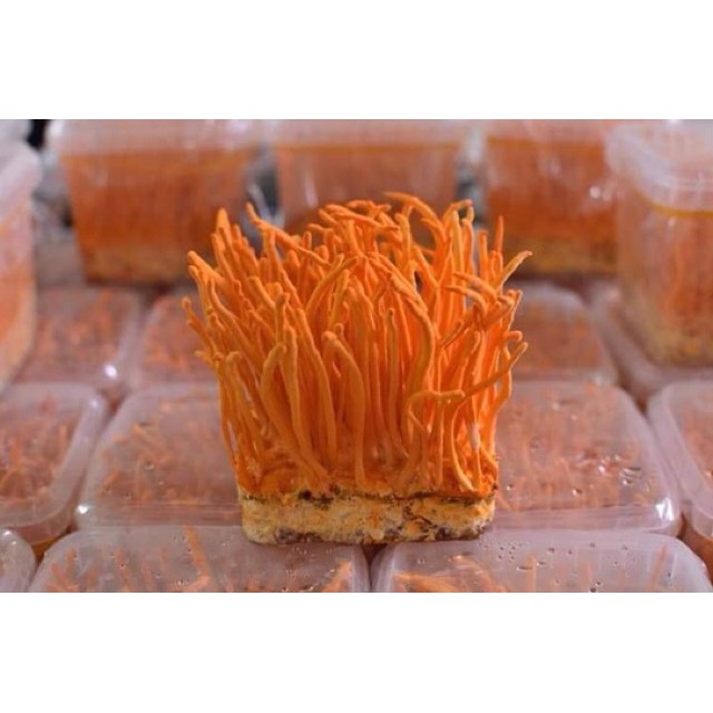 [Chỉ Giao Hà Nội] Nấm Đông Trùng Hạ Thảo Tươi | BigBuy360 - bigbuy360.vn