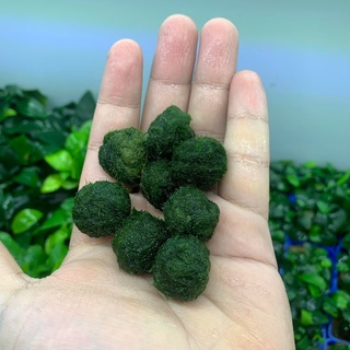 Bóng Rêu Moss Ball (CÂY THỦY SINH)