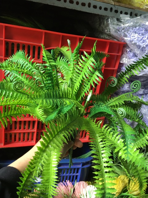 Cụm dương sỉ điểm,loại có vòi - HN