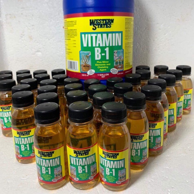 Vitamin B1 mỹ