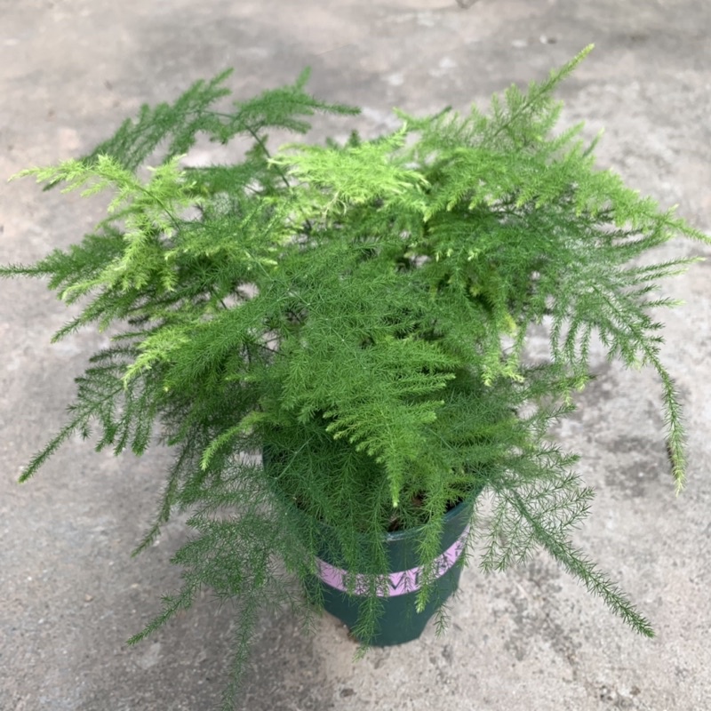 Cây thủy tùng trồng chậu cao 15-20cm, cây phong thủy xum xuê tán lá, trồng nội thất và để bàn văn phòng