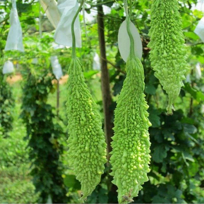 Hạt Giống Khổ Qua Nhật F1 Khổ Qua Gai Xanh - Gói 10 Hạt