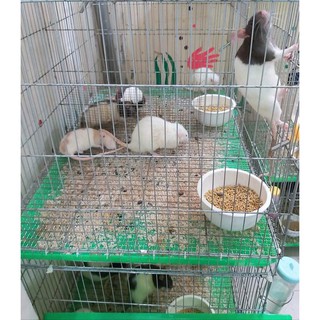 Cám viên cho chuột rat, hamter