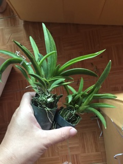 Combo 5 cốc phong lan vũ nữ bút chì