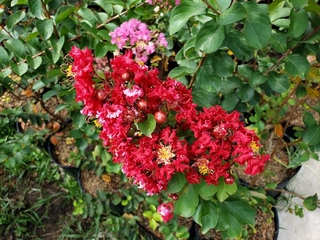 Cây Tường Vi Màu Đỏ
