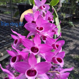 Trầm rồng đỏ cây giống cao 7-12cm