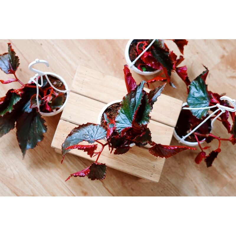 Cây Begonia Red Angel Wing - Cây Thu Hải Đường Cánh Thiên Thần Đỏ (chậu treo hoặc chậu đất nung)