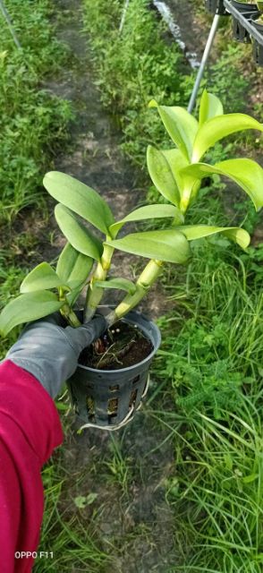 Lan denro vàng lưỡi đỏ - lớn