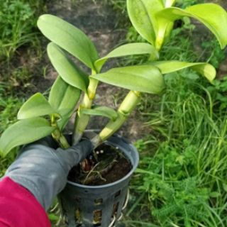 Lan denro vàng lưỡi đỏ - lớn