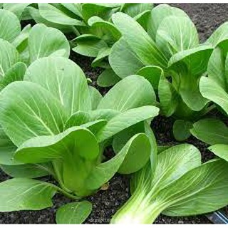 HẠT GIỐNG CẢI THÌA 20GR