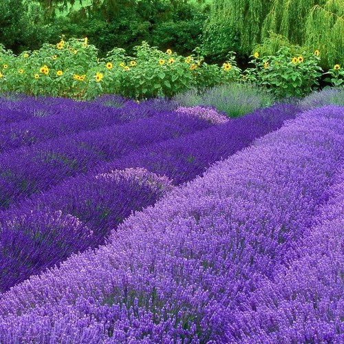 Hạt giống hoa oải hương (hoa lavender) - rau củ quả trồng chậu, sân vườn ban công nảy mầm cao 100 hạt