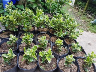 Cây bông trang (mẫu đơn) cẩm thạch - 1 chậu