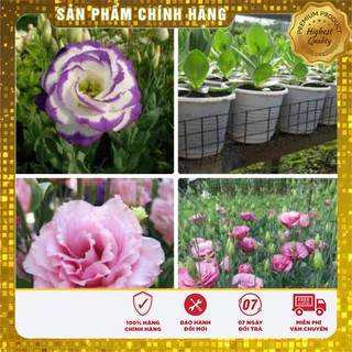 Hạt Giống Hoa Cát Tường Mix( 5 hạt)