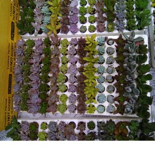 Combo 1/2 vỉ - 50 cây sen đá đủ loại - hàng vỉ