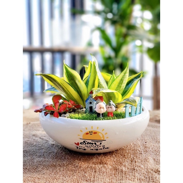 Ang Bo Trồng Cây Cảnh Mini Cực Xinh Sẵn Hàng [ Giao Hình Ngẫu Nhiên]