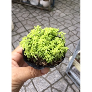 Sen sedum