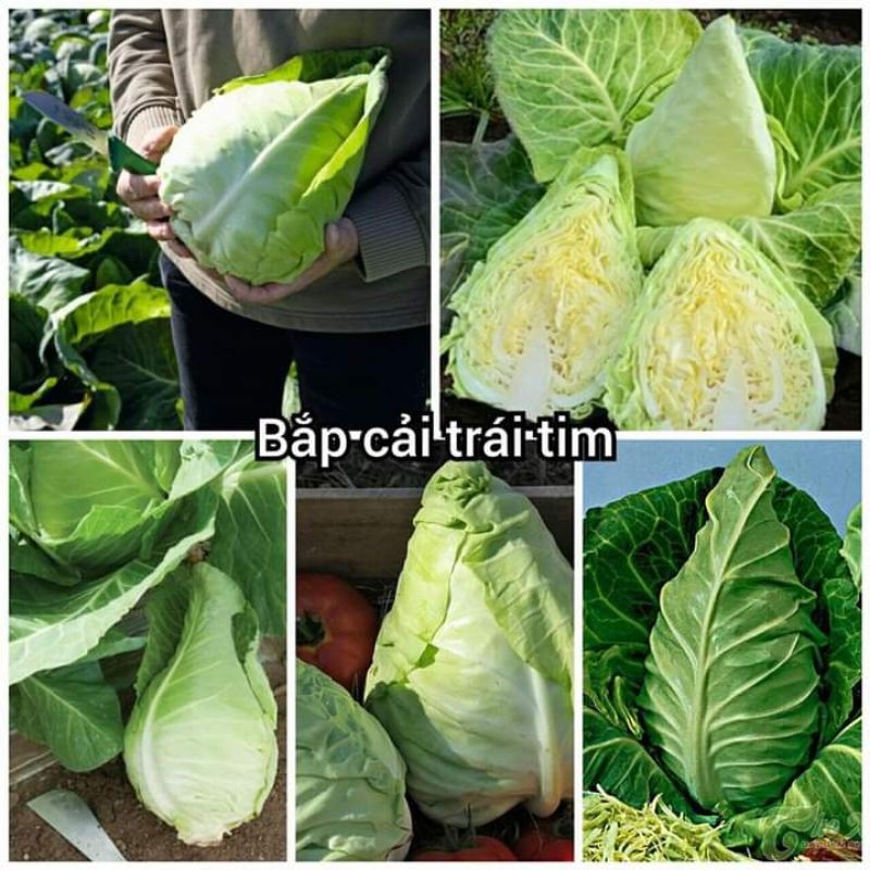 Hạt giống bắp cải trái tim
