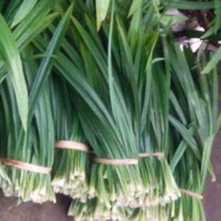 Lá nếp tươi (lá dứa)