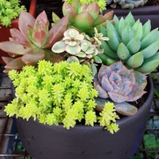 Chậu sen đá mix_chậu tròn 150k