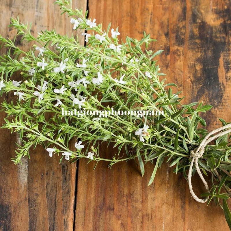 100H - HẠT GIỐNG RAU GIA VỊ THẢO DƯỢC CHÂU ÂU SAVORY SUMMER