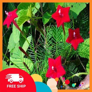 hạt giống hoa tóc tiên leo 30 hạt