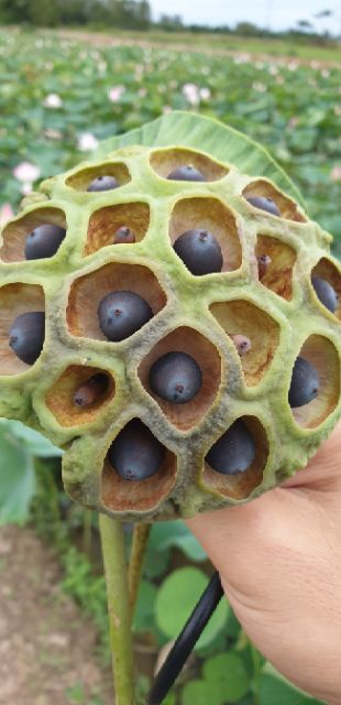 Hạt giống sen hồng 20 hạt