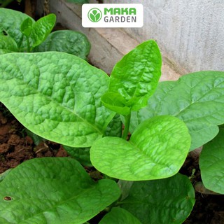 Hạt Giống Mồng Tơi Rado 38 - Gói 20Gr-50Gr - Giàu Dinh Dưỡng , Dễ Nảy Mầm, Thu Hoạch Nhanh