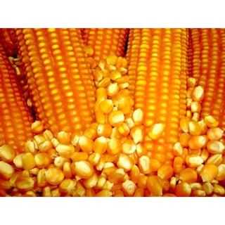1kg bắp nguyên hạt cho chim, gà, cá, hoặc làm trang trí