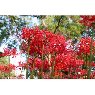 CỦ GIỐNG HOA BỈ NGẠN - SET 10 CỦ
