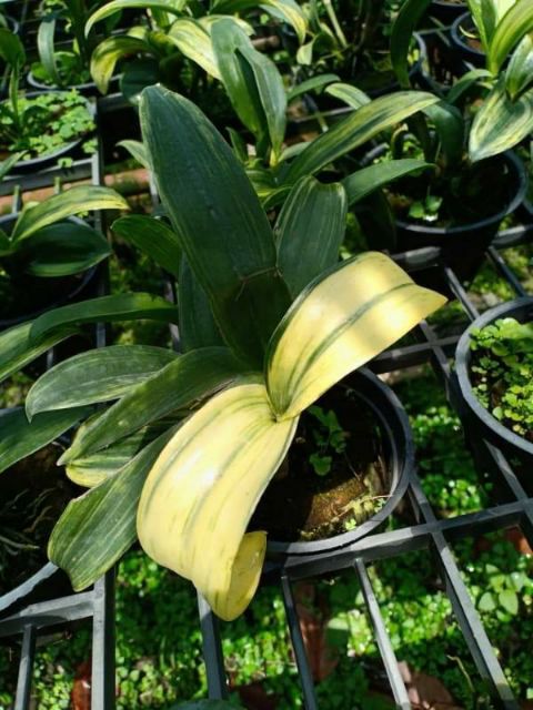 Hoa phong lan denro đột biến lá phát tài