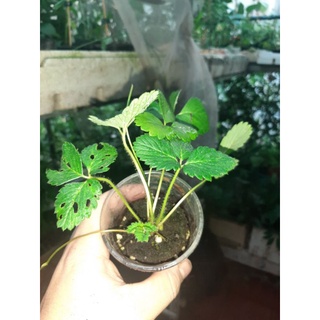 Cây giống dâu bạch tuyết