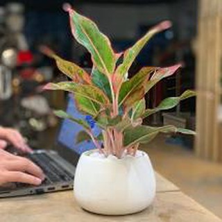 Phú Quý kèm chậu sứ