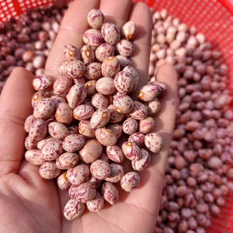 1kg đậu cúc hàng Việt Nam sạch ko chất bảo quản
