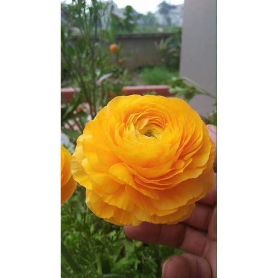 Củ giống hoa hồng mao lương hoa màu vàng - Kèm viên nén sơ dừa ươm - 1 củ