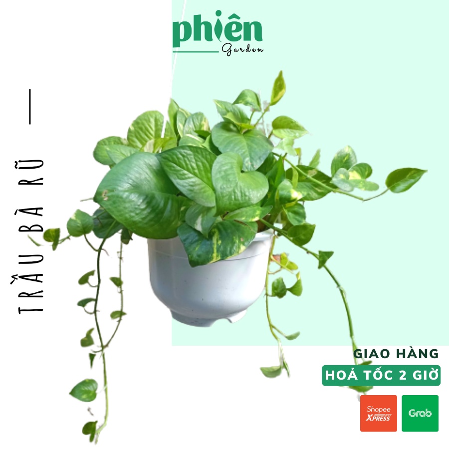 Cây Trầu Bà Treo lá rũ, cây Vạn Niên Thanh chậu treo