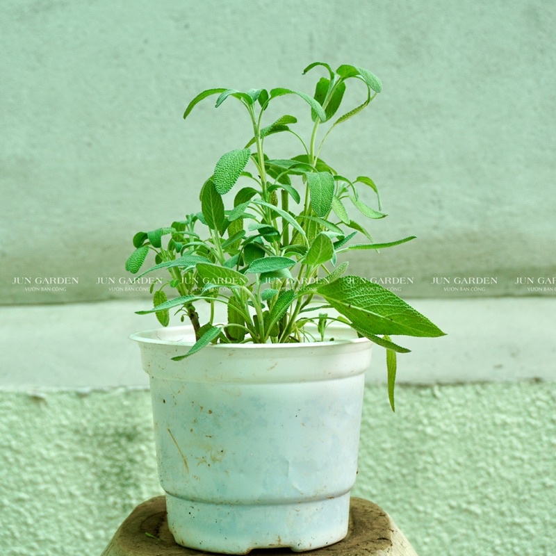 Cây Xô Thơm Sage JUN GARDEN