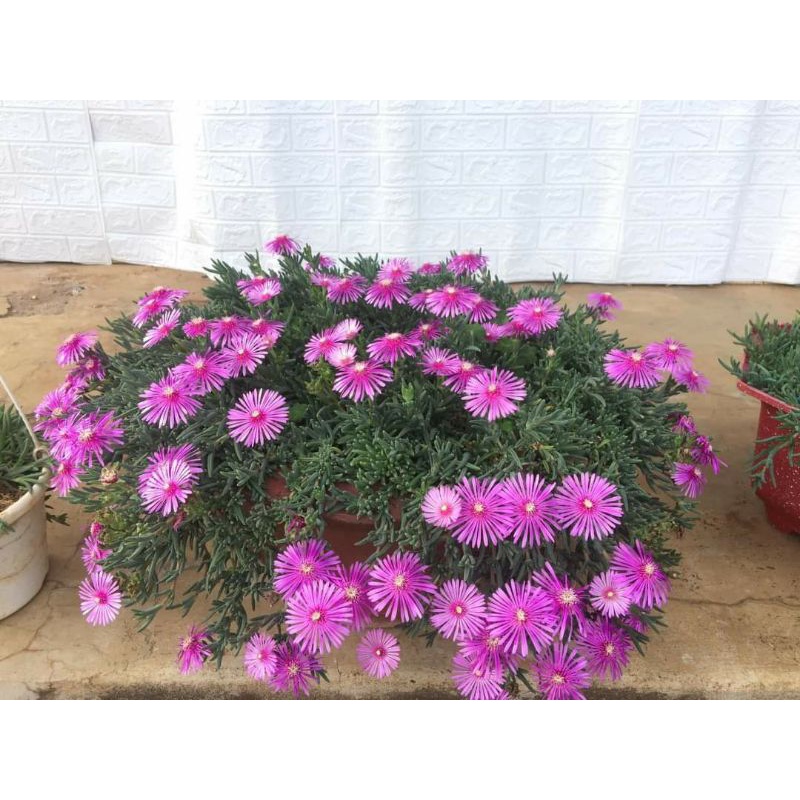 Combo 10 cây giống hoa mười giờ hàn quốc.